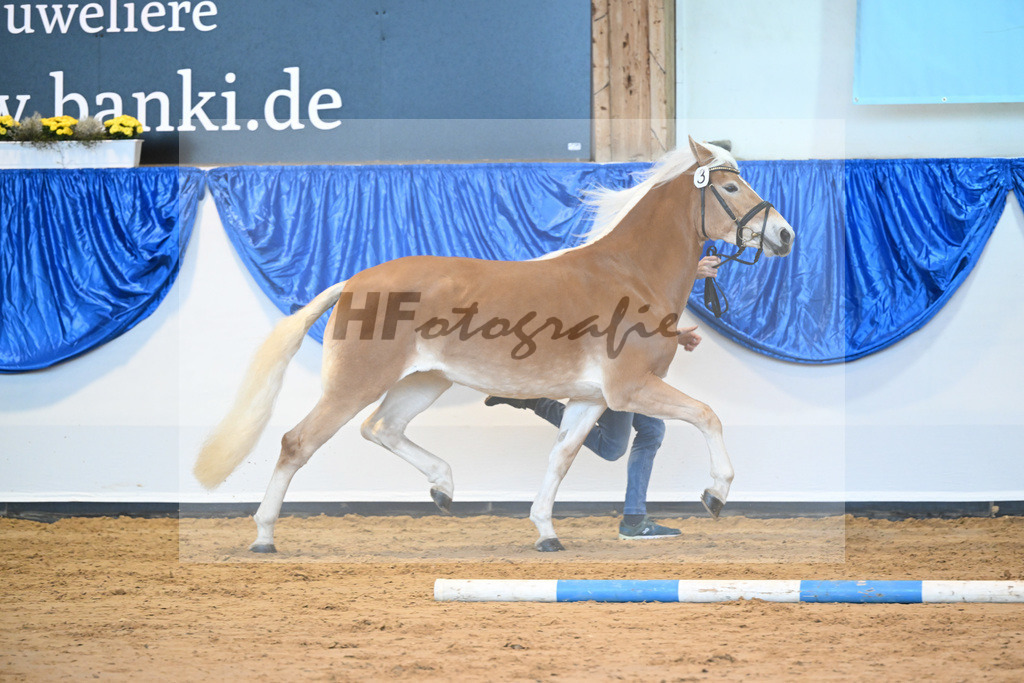 Kat-Nr. 3 Reika v. Bentley_Diethei_60221043 | hf-fotografie - Realisiert mit Pictrs.com