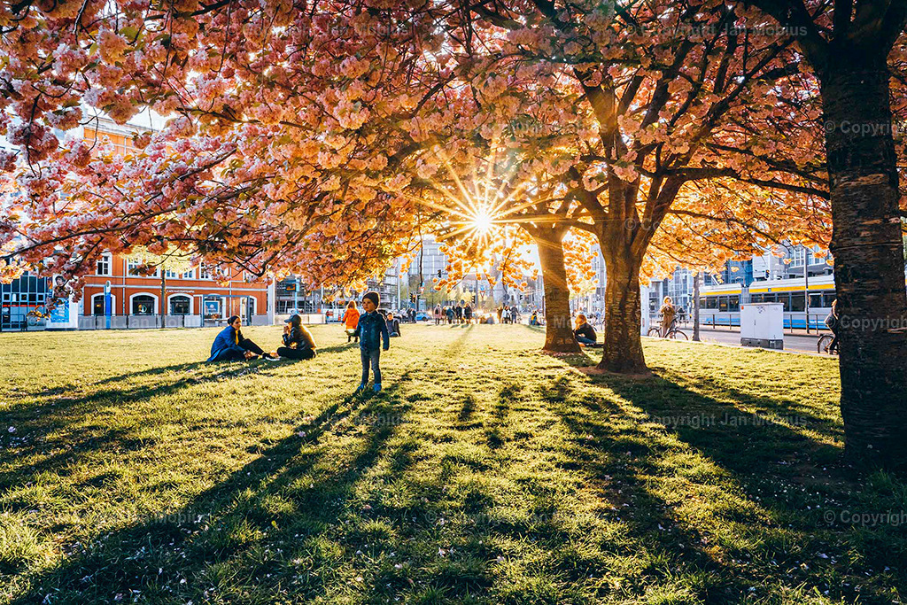 Johannesplatz | Der Johannesplatz am Grassi Museum in Leipzig – besonders zur Kirschblütenzeit – ist ein echtes Frühlings-Highlight: historisch, ästhetisch, ruhig, aber zentral. Perfekt für Content rund um Natur in der Stadt, Architektur, Museen &amp; saisonale Highlights wie die Kirschblüte. Der Johannesplatz am Grassi Museum in Leipzig ist ein ruhiger, zentraler Platz mit beeindruckender Architektur und einer zauberhaften Kirschblüte im Frühling. - Realisiert mit Pictrs.com