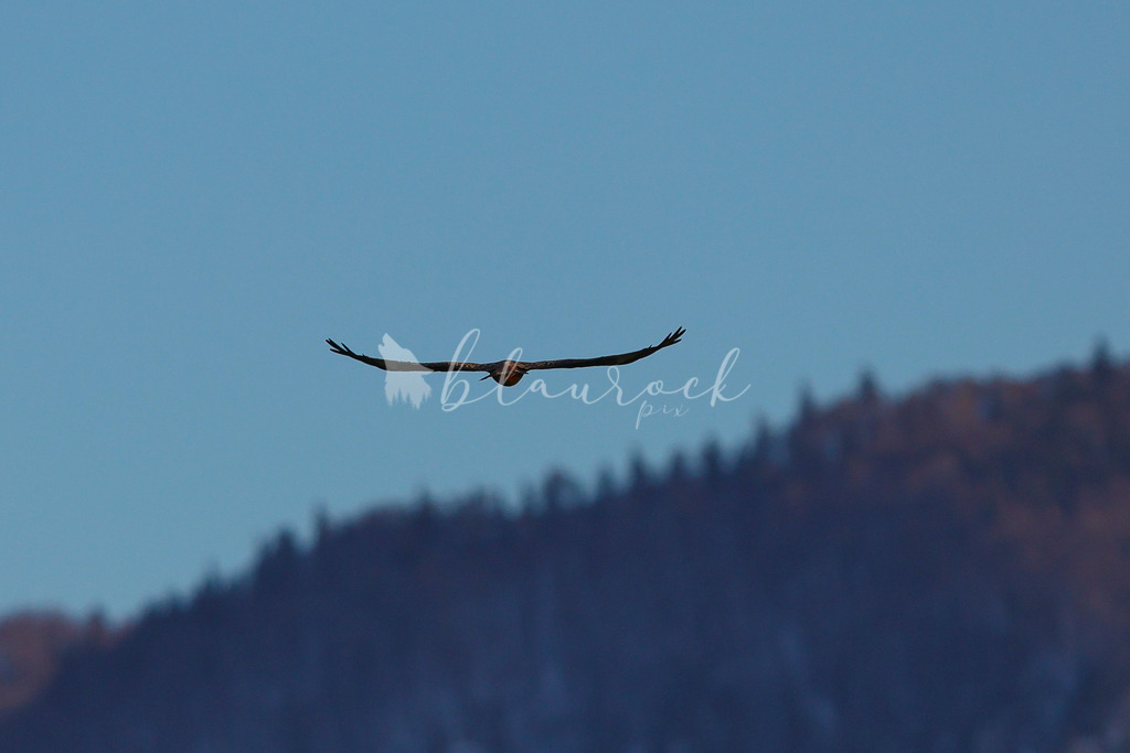 701A5092 | Sportbilder, Sportfotograf, Hochzeits- und Eventfotografin, Flugshows, Portraits und Tiershooting, Aviation, Downhill, Nationalleague, Swissleague, International