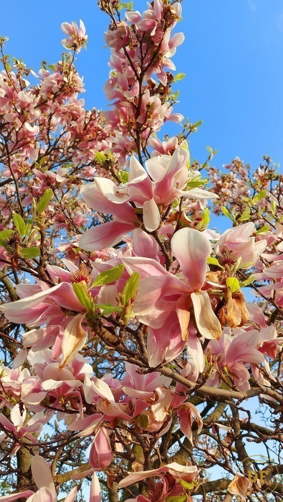 20250414_181526 | Geschenke, Wandbilder und Accessoires mit Motiven aus Dresden und anderen schönen Orten zur Verschönerung Deines zu Hauses und zum verschenken gewünscht? Wähle Deine Lieblingsbild auf dem Produkt Deiner Wahl. 