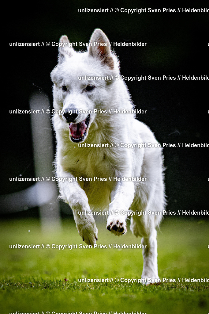 Sven Pries | 2025-10-03 - Hunderennen Obergrombach - Realisiert mit Pictrs.com