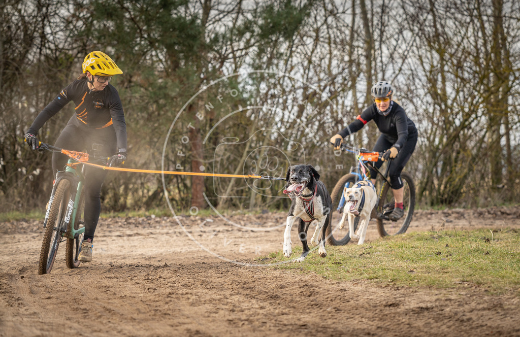 Pfotenfotografie_DV3A8058 | Hundefotografie, Tierfotograf, Pfotenfotografie, Fotoshooting Hund, Hunde Portrait, Hundesport, Hundeportraits, Heideshooting, Hunde, Sportfotograf, Hundefotograf, Turnierhundsport, THS,  - Realisiert mit Pictrs.com