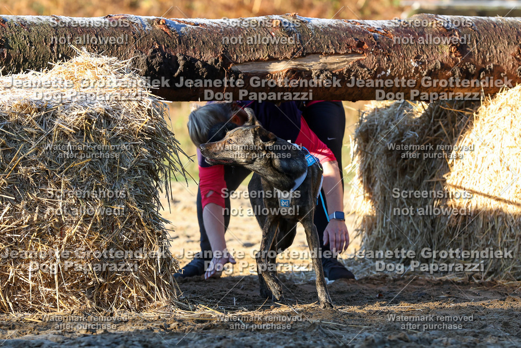 Dog Paparazzi - Strongdog 10-25-768 | Dog Paparazzi Jeanette Grottendiek Fotografie & Videografie - Realisiert mit Pictrs.com