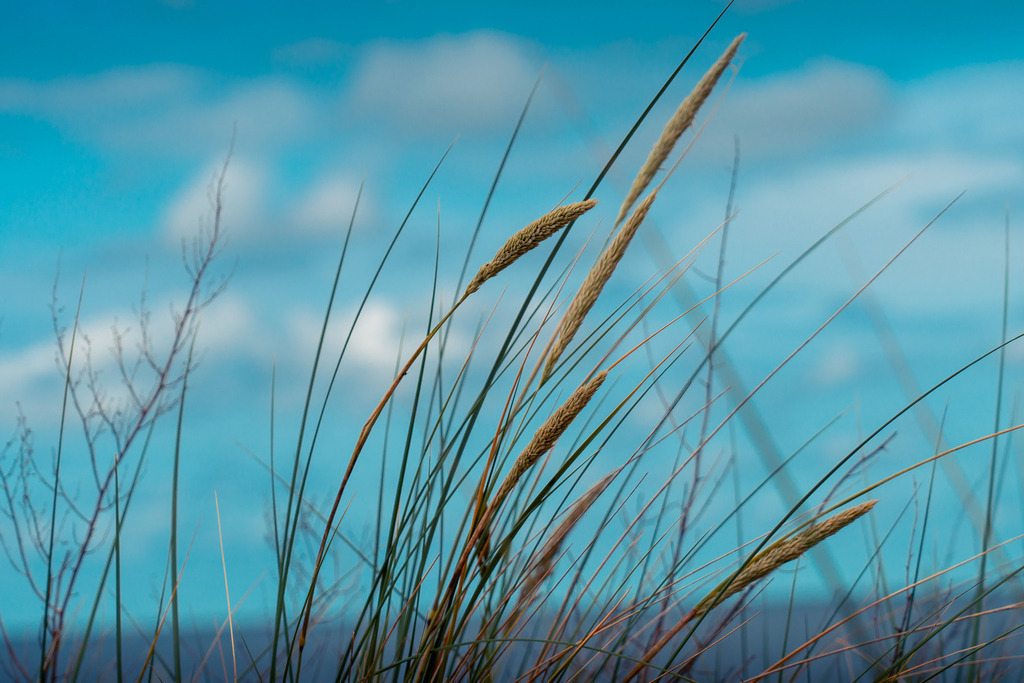 Seegras | Seegras an der Ostsee - Realisiert mit Pictrs.com