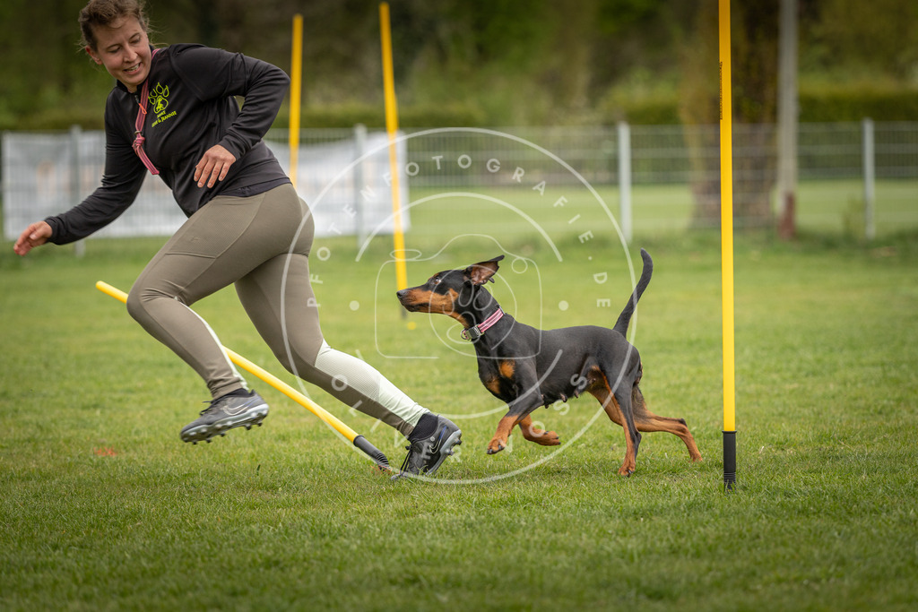 Pfotenfotografie_DV3A9716 | Hundefotografie, Tierfotograf, Pfotenfotografie, Fotoshooting Hund, Hunde Portrait, Hundesport, Hundeportraits, Heideshooting, Hunde, Sportfotograf, Hundefotograf, Turnierhundsport, THS,  - Realisiert mit Pictrs.com