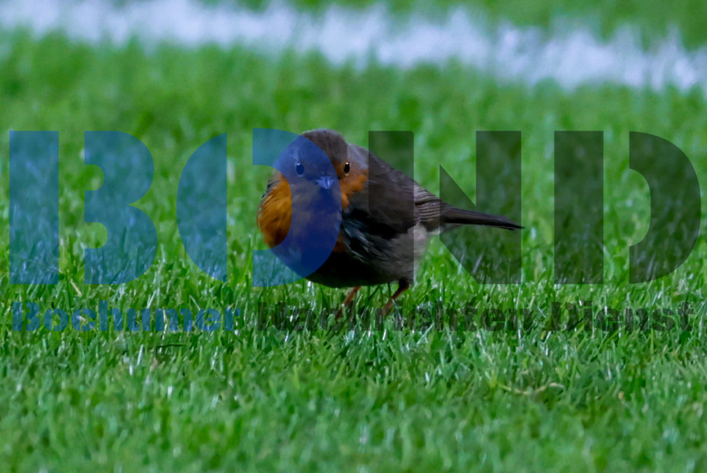 Rotkehlchen im Stadion {date} -  | {headline}



(Foto: Sebastian Sendlak / BOND)

 - Realisiert mit Pictrs.com