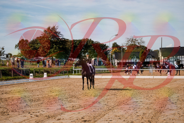 2026_10_03_Siefer-Hof_121820_Z63_42036459 | Professionelle Reitsport-, Turnier- und Eventfotografie von Robert Broda. Galerien mit ausgewählten und bearbeiteten Bildern direkt online ansehen und bestellen.