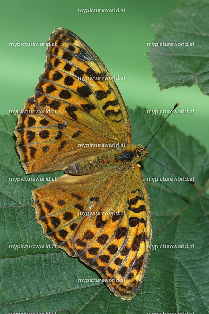 Argynnis paphia-031 | Das Bilderarchiv über Tiere, Planzen und Landschaften. In der Bilddatenbank finden Sie ein große Auswahl an hochwertigen Bilder für Ihre Werbung - Realized with Pictrs.com