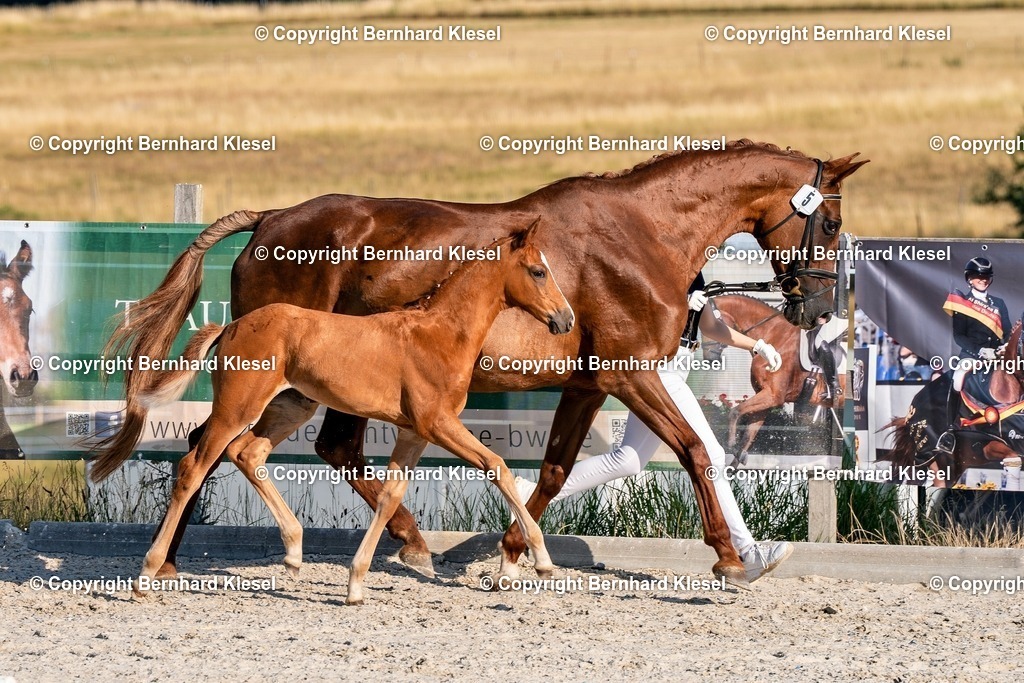 2A905795 | foto-team-bernhard - Realisiert mit Pictrs.com