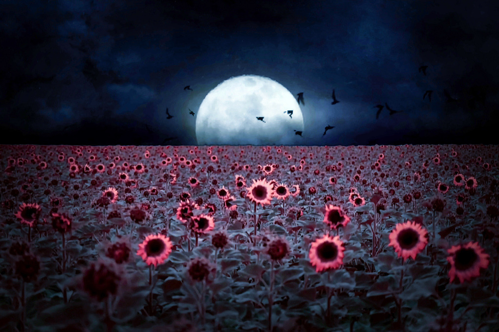 Dreamland | Kaufen sie online außergewöhnliche Fotografien auf Leinwand Acrylglas Fotoprint Aludibond von holgerweigeltfotografie - Realisiert mit Pictrs.com