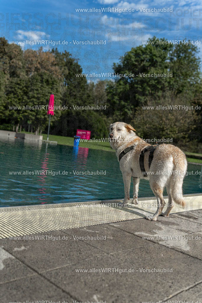 Hundeschwimmen_Volksbad_2026-allesWIRTHgut_Tierfotografie-2609061553-7R502015 | Professionelle Tierfotografie in Mönchengladbach von Daniel Wirth (allesWIRTHgut). Liebevolle & natürliche Bilder von Hunden & Katzen für unvergessliche Erinnerungen.