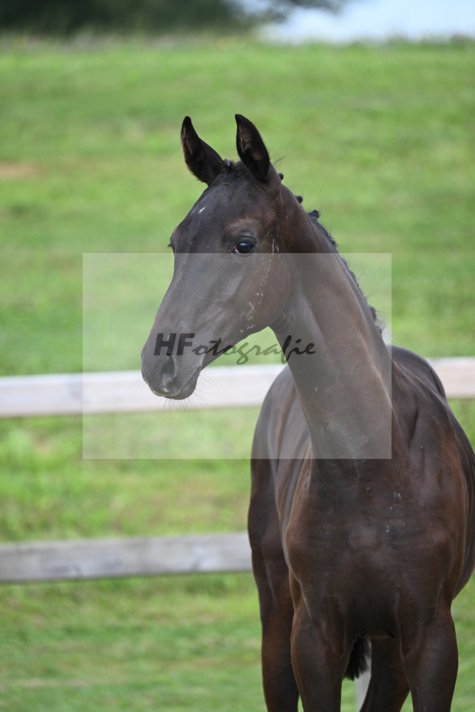 Zauberlehrling x Fidertanz_SF_Kopp_29240006 | hf-fotografie - Realisiert mit Pictrs.com