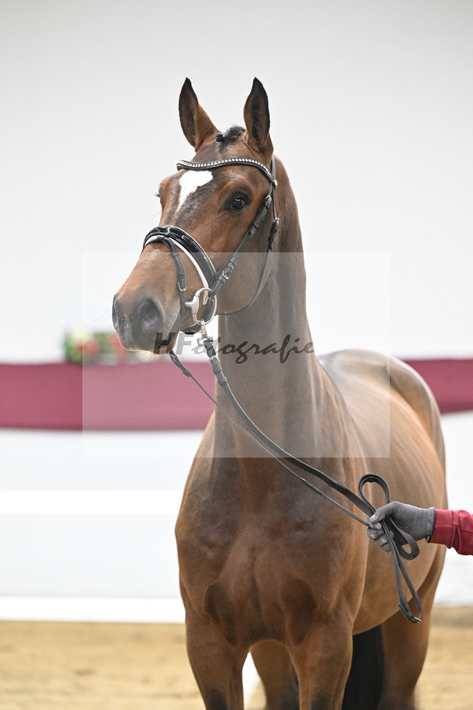 Kat-Nr. 84 Million Dollar x Caretino_Gestuet Spitzenhof_47252989 | hf-fotografie - Realisiert mit Pictrs.com