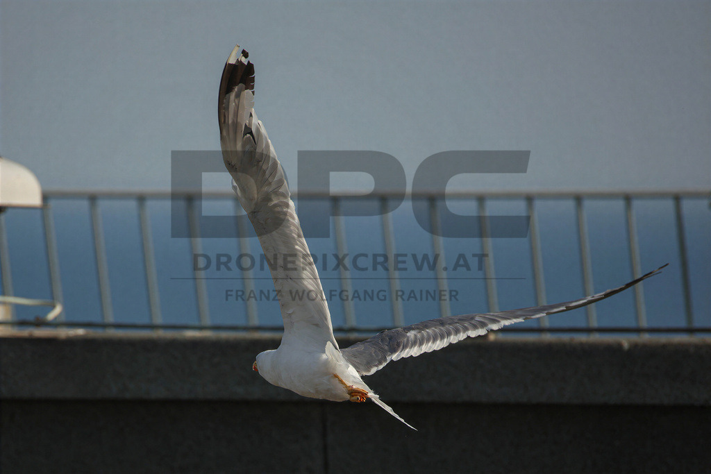 Yellow-legged Gull (Larus michahellis) | Yellow-legged Gull (Larus michahellis), a large gull species commonly found along Mediterranean coasts, rocky shorelines, harbours and coastal areas. - Realisiert mit Pictrs.com
