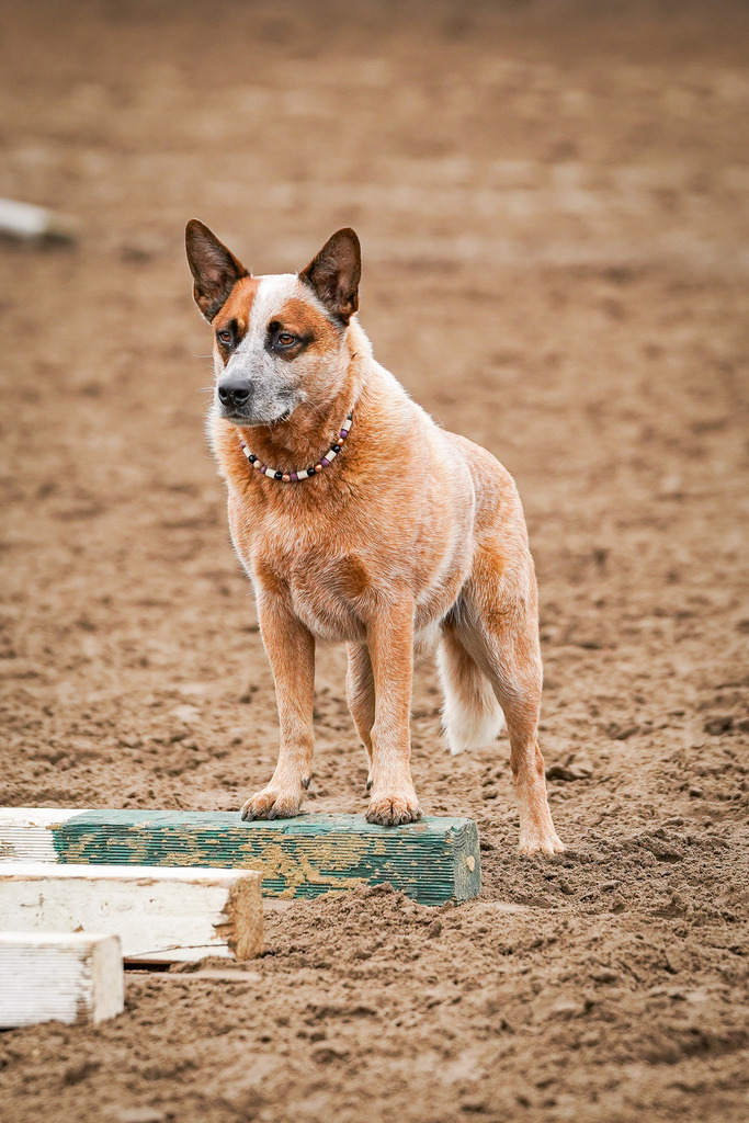 DSC02699 | Pferdegrafie