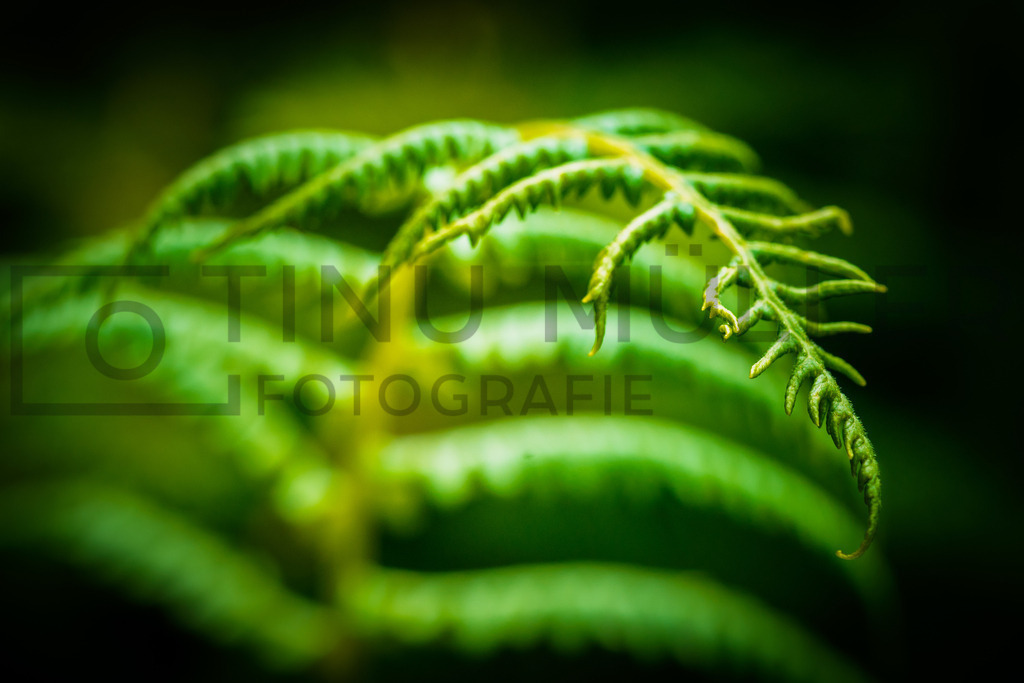 DSC03877 | Tinu Müller Fotografie- Bildershop - Realisiert mit Pictrs.com