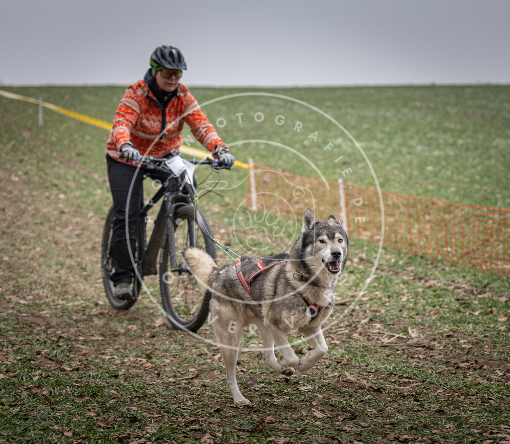 Pfotenfotografie_DV3A1258 | Hundefotografie, Tierfotograf, Pfotenfotografie, Fotoshooting Hund, Hunde Portrait, Hundesport, Hundeportraits, Heideshooting, Hunde, Sportfotograf, Hundefotograf, Turnierhundsport, THS,  - Realisiert mit Pictrs.com
