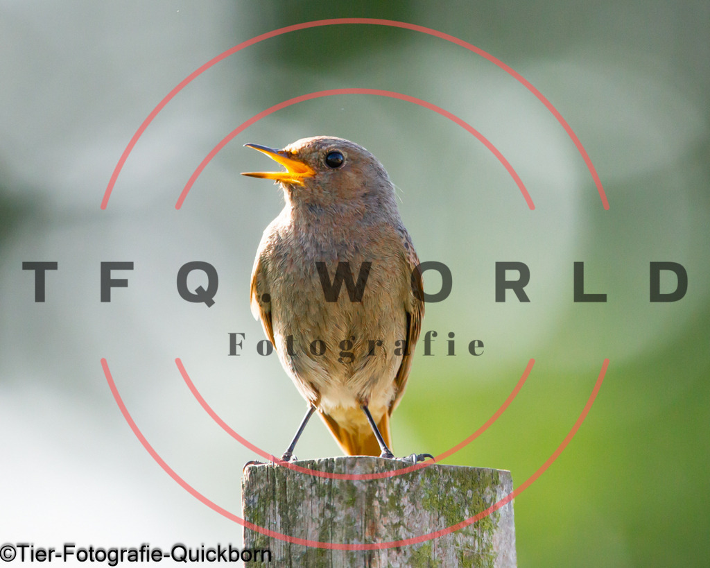 A62A7886 | tfq - Realisiert mit Pictrs.com