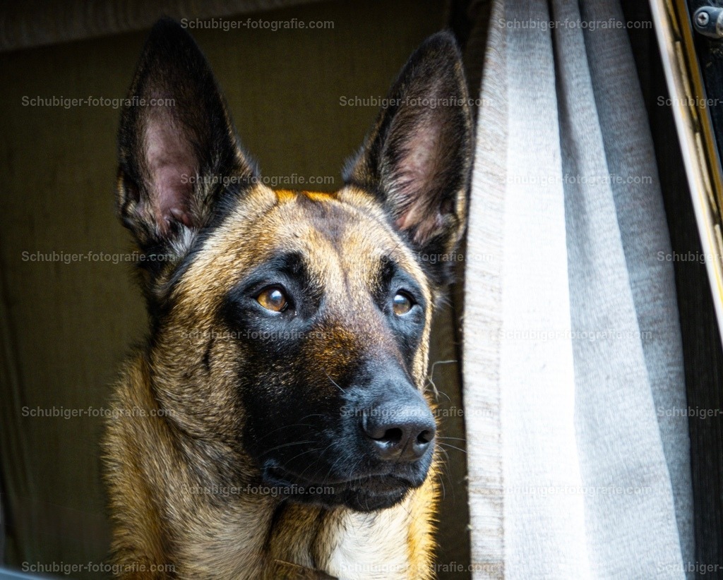 Malinois | konzentrierter Blick von unsere Malinois Hündin - Realisiert mit Pictrs.com