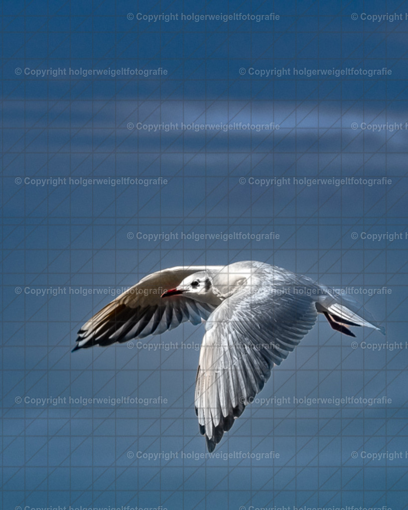 Möve | Kaufen sie online außergewöhnliche Fotografien auf Leinwand Acrylglas Fotoprint Aludibond von holgerweigeltfotografie - Realisiert mit Pictrs.com