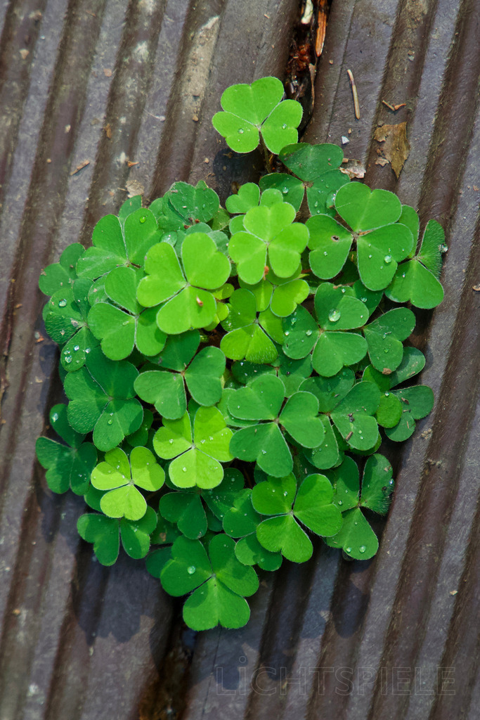 Klee | Klee - Realisiert mit Pictrs.com