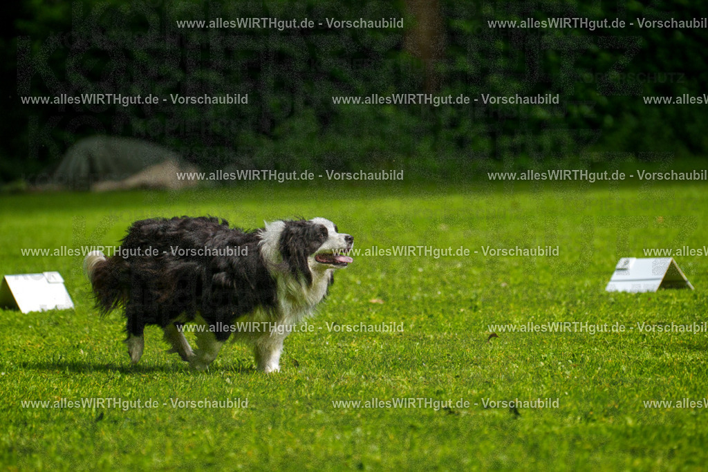 @allesWIRTHgut_Tierfotografie - www.allesWIRTHgut.de - 7R502769 | Professionelle Tierfotografie in Mönchengladbach von Daniel Wirth (allesWIRTHgut). Liebevolle & natürliche Bilder von Hunden & Katzen für unvergessliche Erinnerungen.