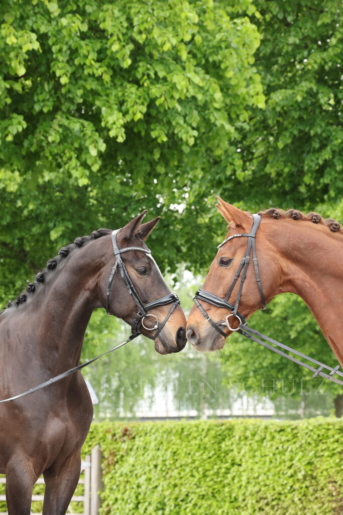 1B3A3652 | Karsten Schulz - Photography