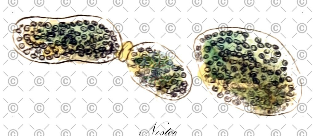 HistAbb_64XW_1_ENZY_Simple | Historische Abbildung von Nostoc - Nostocaceae (0) | Historical Illustration of Nostoc - Nostocaceae (0)