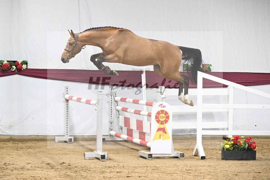 Kat-Nr. 98 Echo van_t Spieveld x Quidam de Revel_Anna-Sophie Kosch_47253186 | hf-fotografie - Realisiert mit Pictrs.com