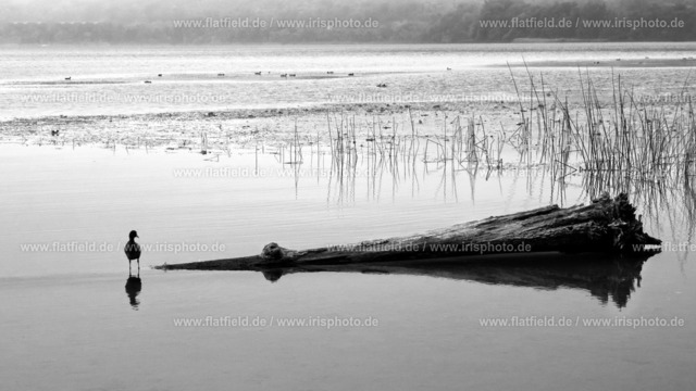Morgens am Laacher See / Maria Laach IV | Landschaftsfoto schwarz-weiß vom Laacher See in der Eifel