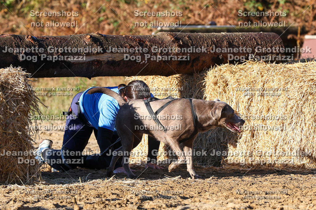 Dog Paparazzi - Strongdog 10-25-1306 | Dog Paparazzi Jeanette Grottendiek Fotografie & Videografie - Realisiert mit Pictrs.com
