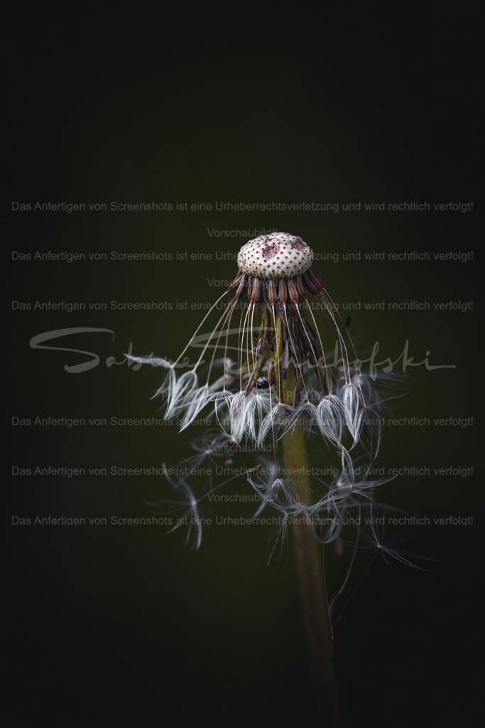 "Away" | Exklusive Naturfotografie für stilvolle Wanddekoration ★ Premium Wandbilder Made in Germany ✔️ FineArt Drucke & Downloads ✔️ Brillante Farben, höchste Qualität & weltweiter Versand ✔️ - Realisiert mit Pictrs.com