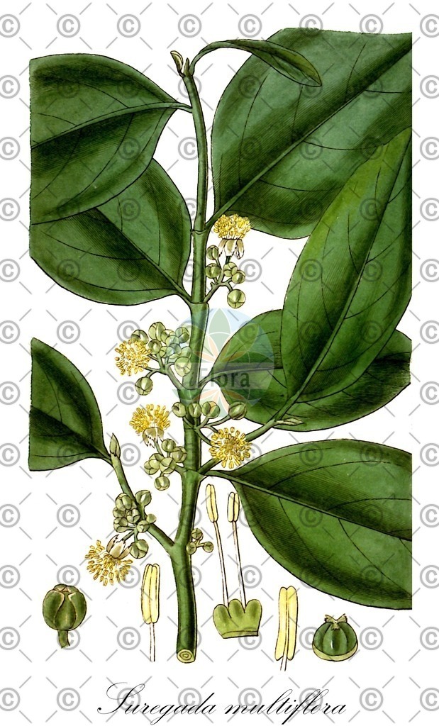 HistAbb_FALSCH_5_ENZY_Simple | Historische Abbildung von Suregada multiflora - Euphorbiaceae | Historical Illustration of Suregada multiflora - Euphorbiaceae