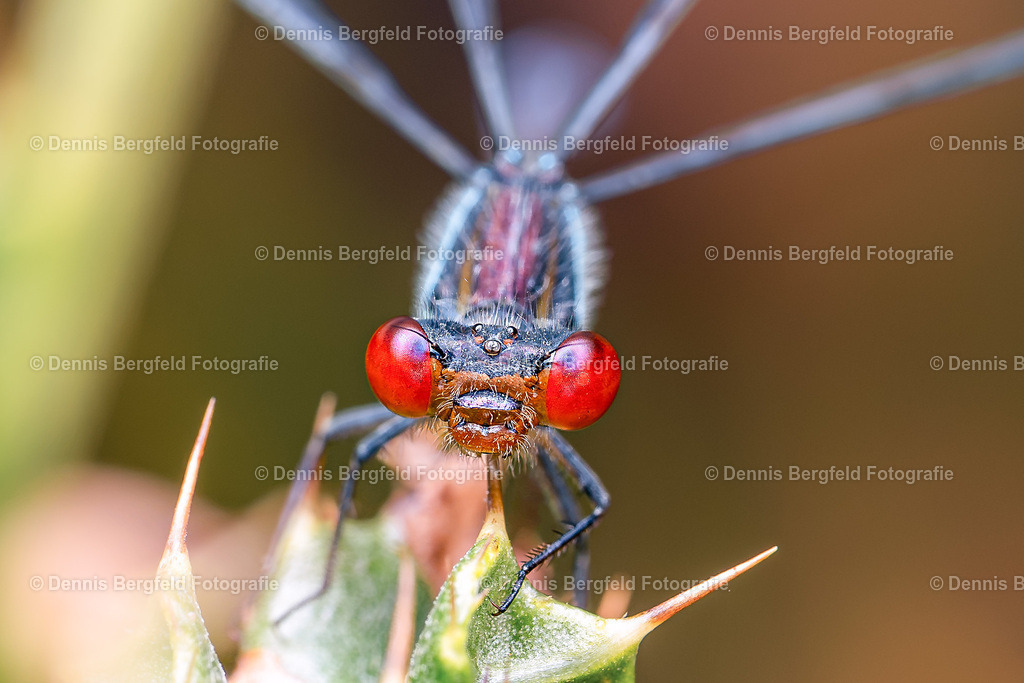 Libellenaugen Rot | Entdecken Sie Natur, Makro und Tierfotografie von Dennis Bergfeld.Besondere Momente und Details der Natur, hochwertig als Foto und Wandbild erhältlich. - Realisiert mit Pictrs.com