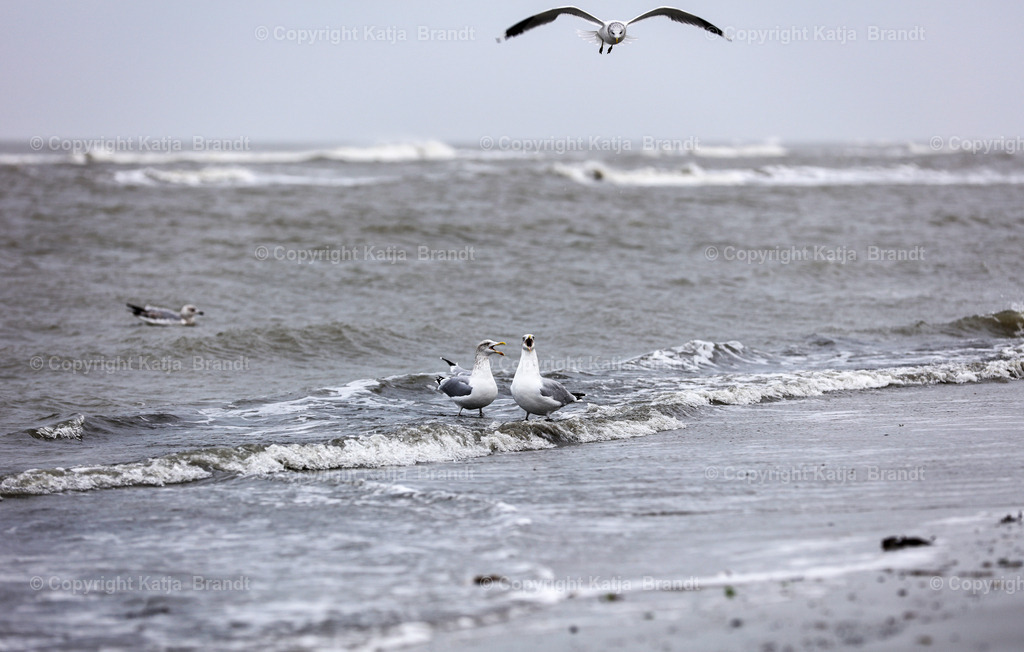 2A5A9395 | Katja Brandt 