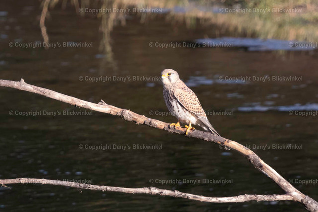 201786 | Tierfotografie, Tierkalender, Tierbilder, Insekten, Spinnen, Vögel, Schmetterling, Libellen, Leinwand, Colorkey, Qualität, Geschenkartikel, Geschenk - Realisiert mit Pictrs.com