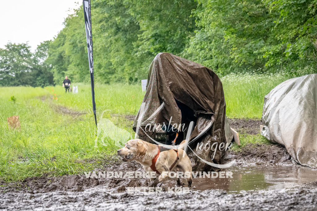1519_ZZ92797-Bearbeitet | kk-dogfotos