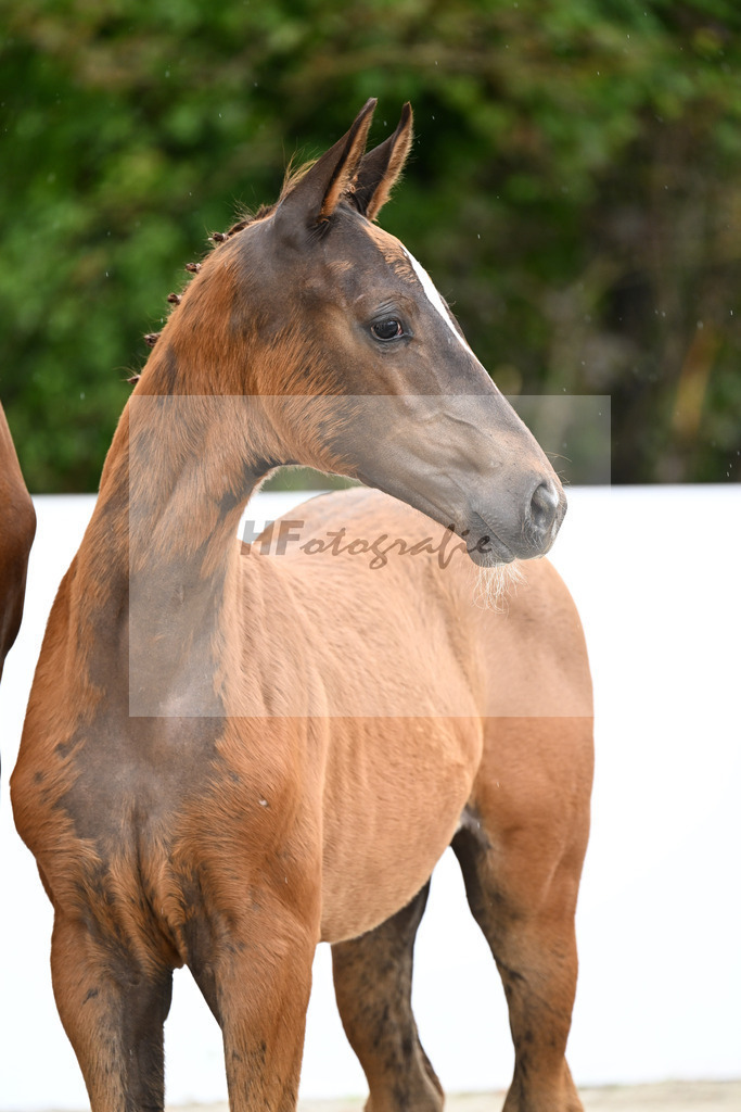V-Power x Vitalis_SF_Wittlinger_23250460 | hf-fotografie - Realizzato con Pictrs.com