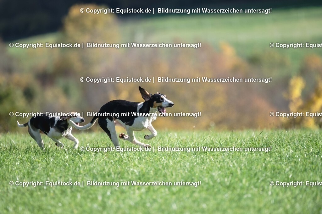 20251011_Jagd-Marbach_0390 | Foto: Thomas Hartig