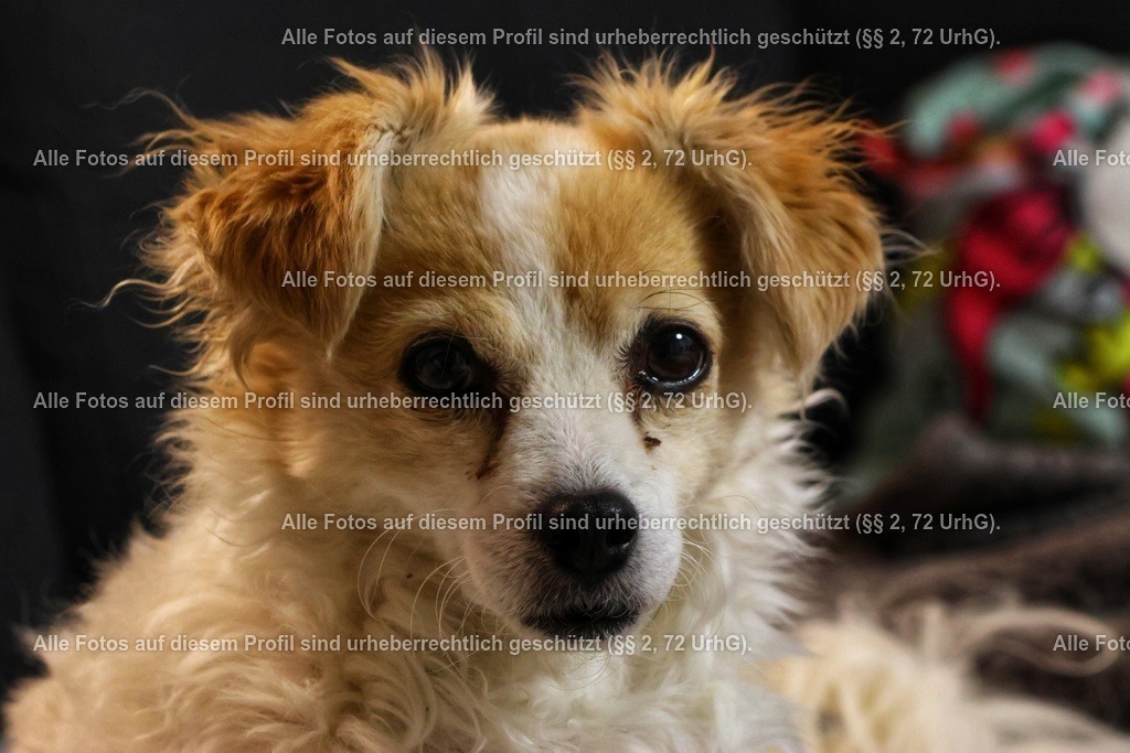 20240308223859_0C4A2653-01 | krollfotografie - Realisiert mit Pictrs.com