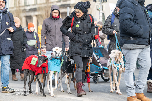 Galgomarsch2026-74 | Augenblicke kommen und gehen, Erinnerungen bleiben. Als Tierfotografin schaffe ich liebevolle Erinnerungen an unsere tierischen Familienmitglieder, ohne Stress und Druck.
Buchbar für den Raum München und Landkreis Dachau  - Realisiert mit Pictrs.com