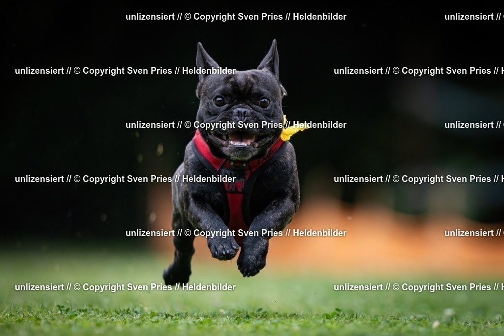 Sven Pries | 19. Allgemeines Hunderennen Karlsruhe Durlach - Realisiert mit Pictrs.com