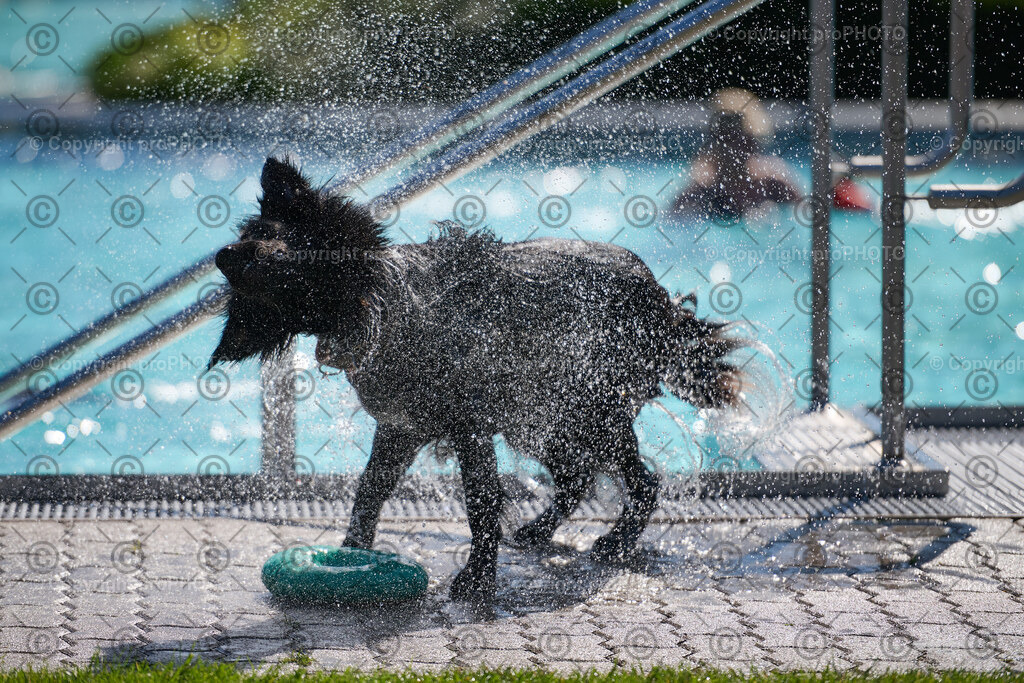 107_202509_4Hundebadetag_NZ9_2450 | proPHOTO - Realisiert mit Pictrs.com