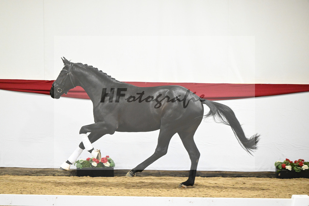 Kat-Nr. 12 v. Toto jr._Stal Brinkman_63220436 | hf-fotografie - Realizzato con Pictrs.com