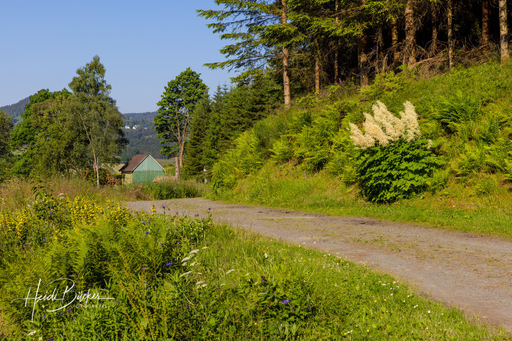 Westfeld und Umgebung 041 | Bilder und Impressionen zu jeder Jahreszeit aus dem Sauerland im Naturpark Sauerland-Rothaargebirge - Realisiert mit Pictrs.com