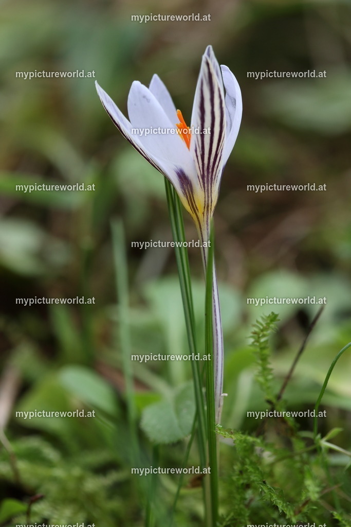 Netz-Krokus-013 | Das Bilderarchiv über Tiere, Planzen und Landschaften. In der Bilddatenbank finden Sie ein große Auswahl an hochwertigen Bilder für Ihre Werbung - Realisiert mit Pictrs.com