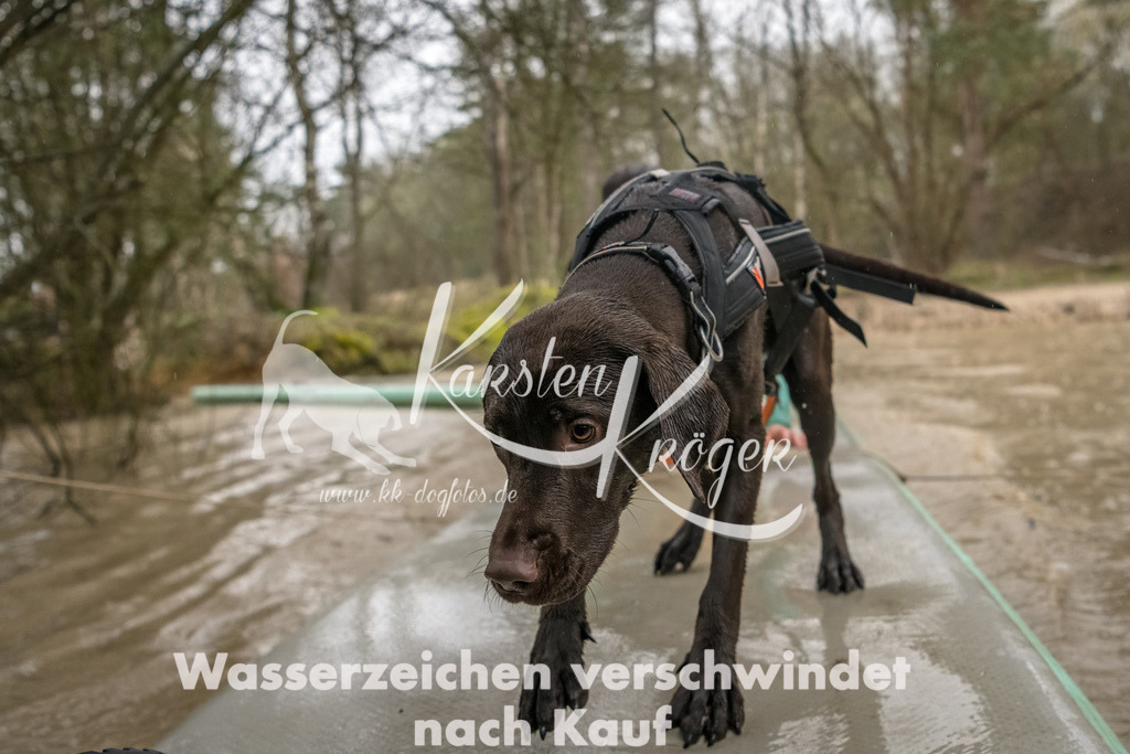 1048_ZZ93454-Bearbeitet | kk-dogfotos