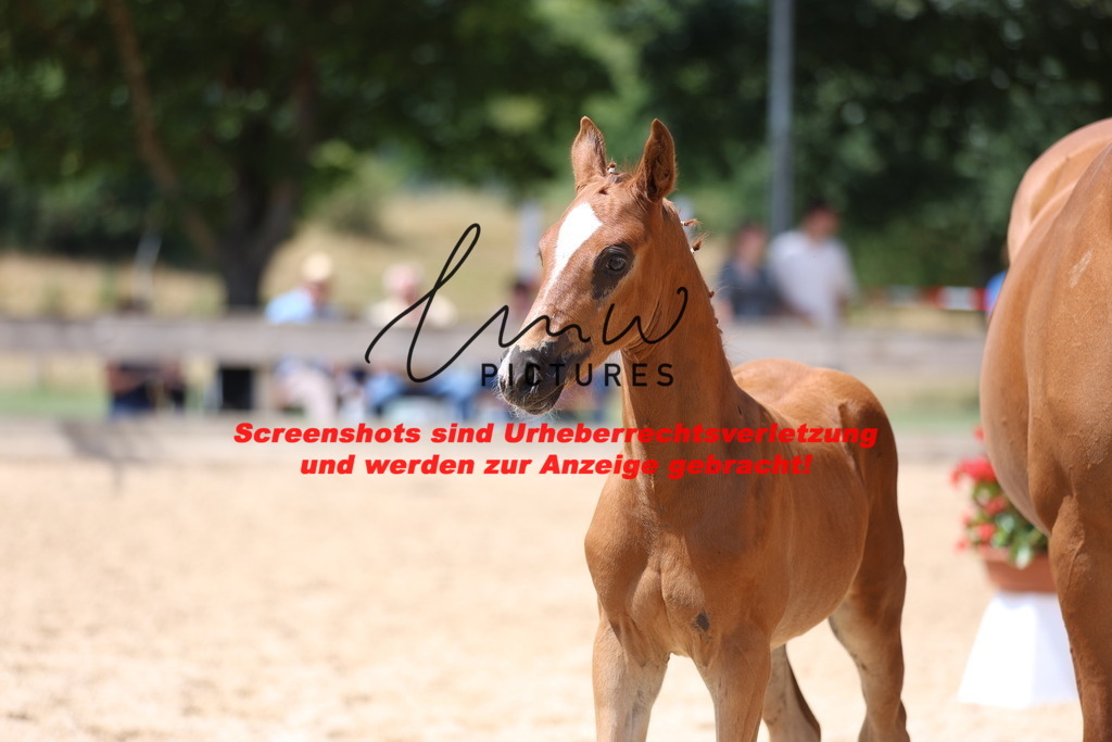 Fohlenschau_Schwäbisch_Hall_springbetonte_Fohlen_KN 22_10 | lmwpictures - Realisiert mit Pictrs.com