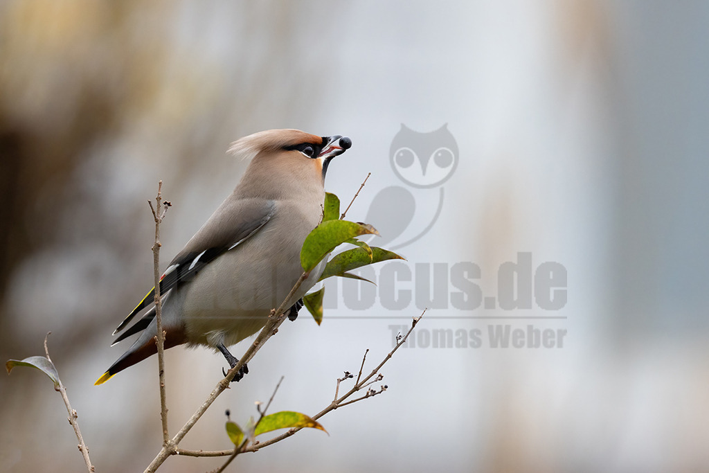 R5NF7833_20231216 | Seidenschwänze sind etwa Amsel große, kompakte Vögel mit kurzem Schnabel und Schwanz. Ihr Gefieder ist bräunlich-beige mit einem auffallend gelb-weißem Flügelmuster und einem gelben Schwanzende. Charakteristisch sind der rostbraune, spitze Federschopf am Kopf und die schwarze Augenmaske. Sein Gesang ist ein hohes, feines Sirren, wie eine kleine Klingel als Kontaktruf vor dem Abfliegen des Schwarmes, manchmal auch ein gedämpftes, quäkendes Rätschen. - Realisiert mit Pictrs.com