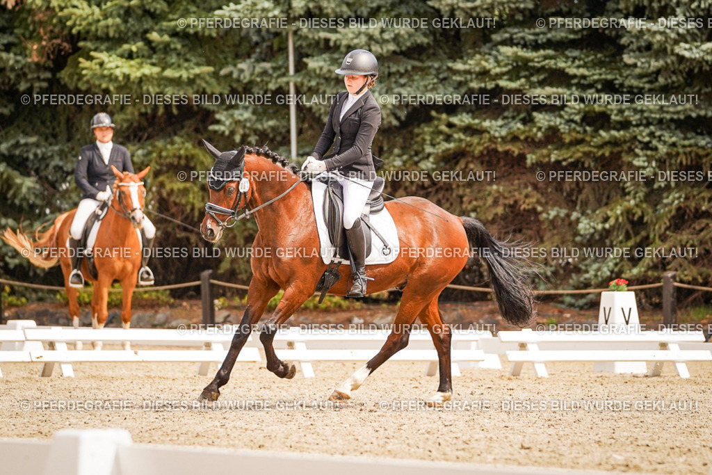 DSC01959 | Pferdegrafie